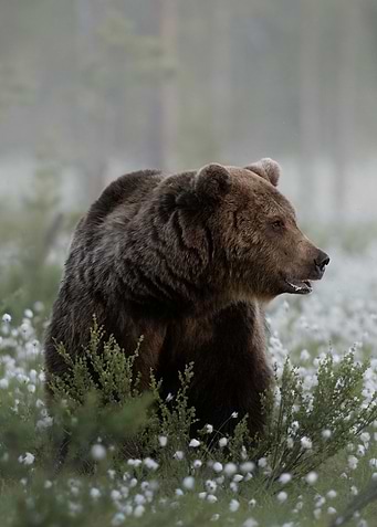 Grizzly bear