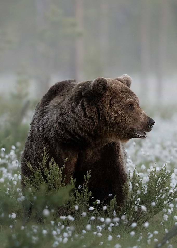 Grizzly bear