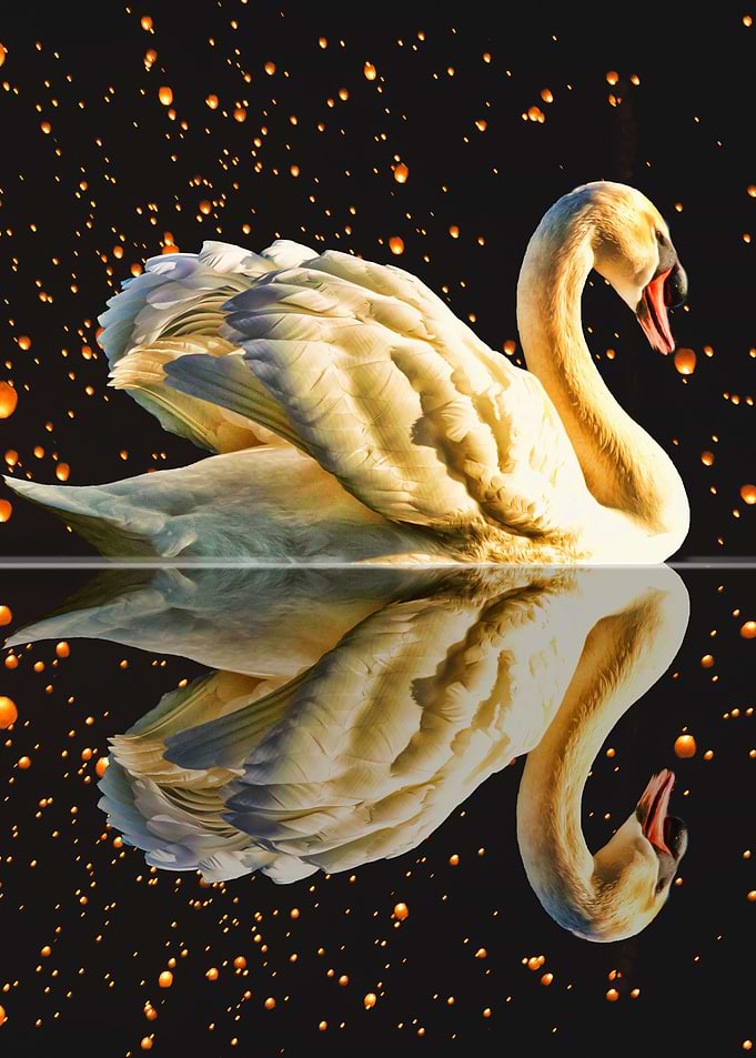 Swan Lake at Night