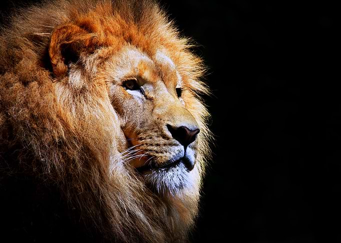 Feline Royal Beast Lion