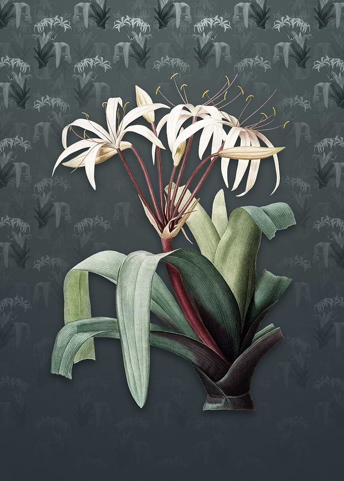 Vintage Crinum Erubescens