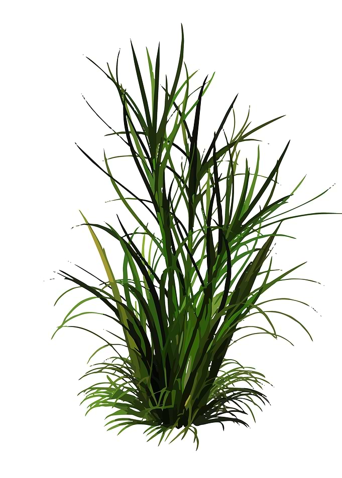 grass