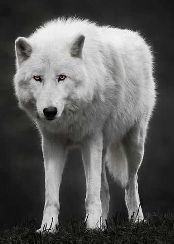 White wolf