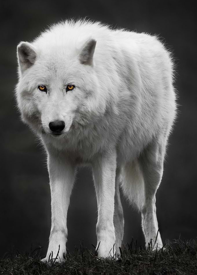 White wolf