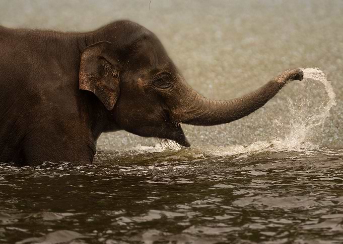 Elephant plays in water