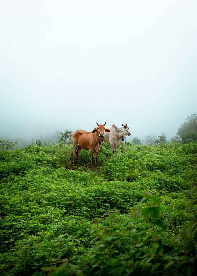 Cows on the hill
