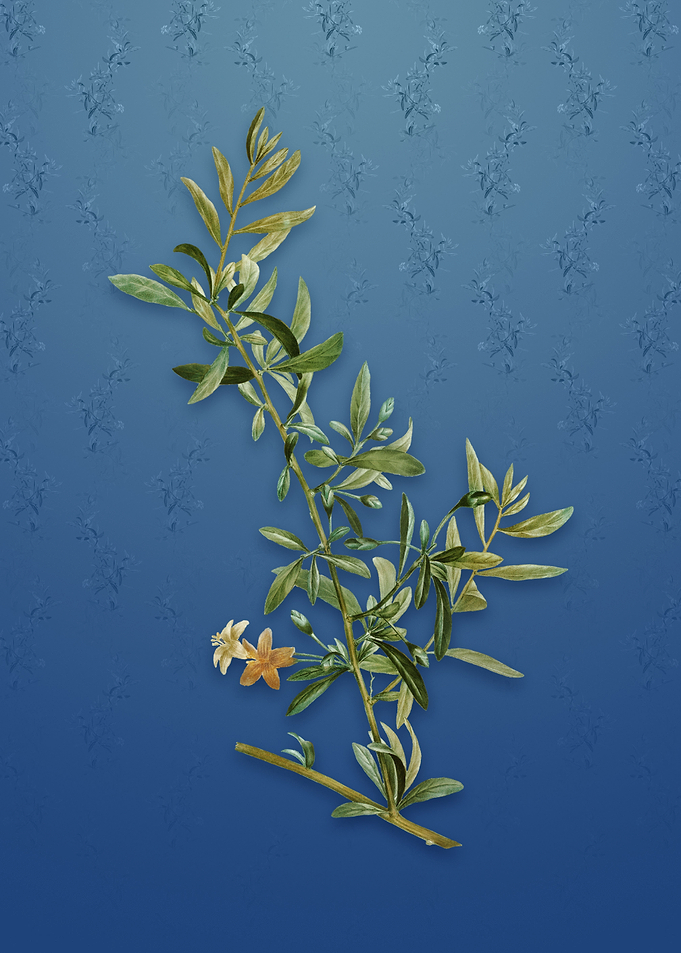Goji Berry on Bahama Blue