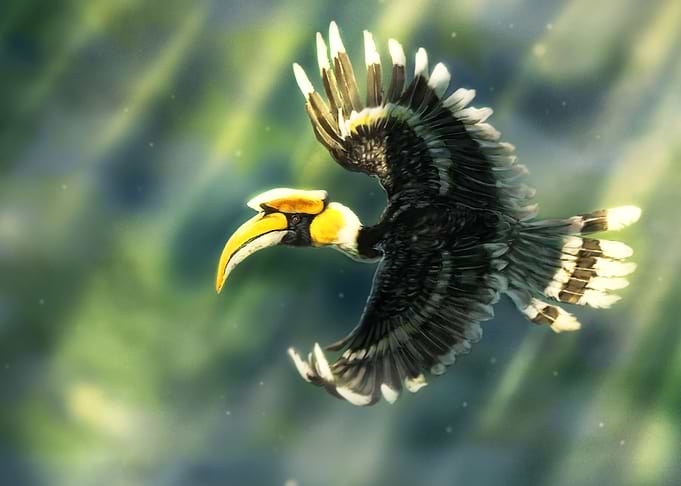 Great Hornbills
