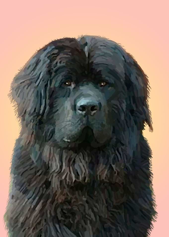 Newfoundland Dog