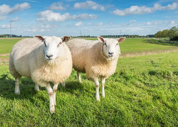 Sheep Animal
