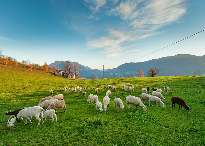 Sheep Animal