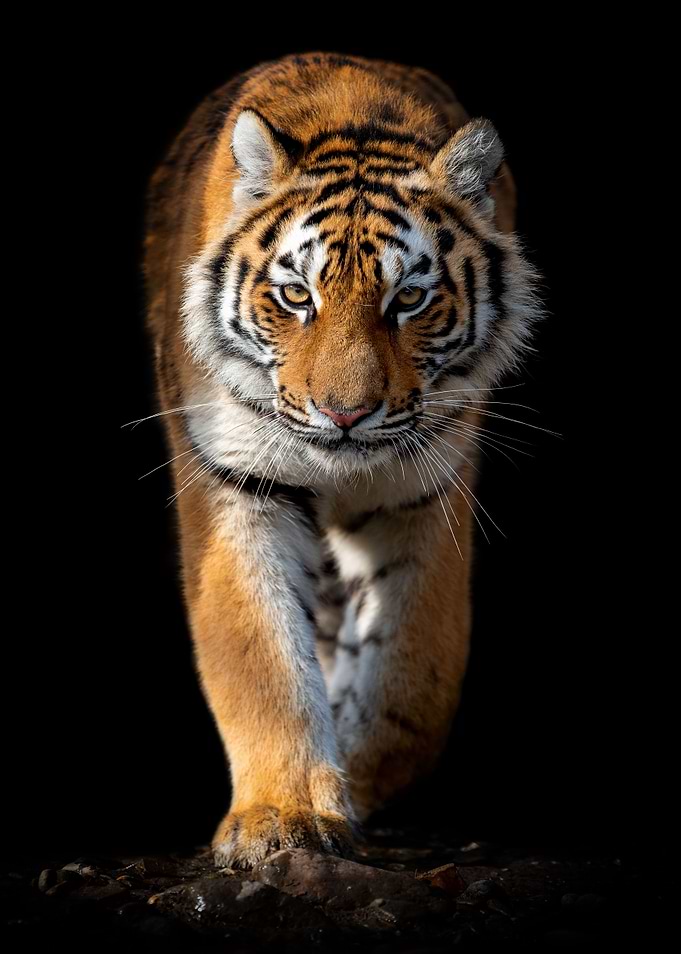 Big tiger on black