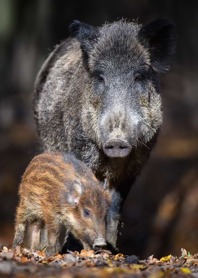Wild boar family
