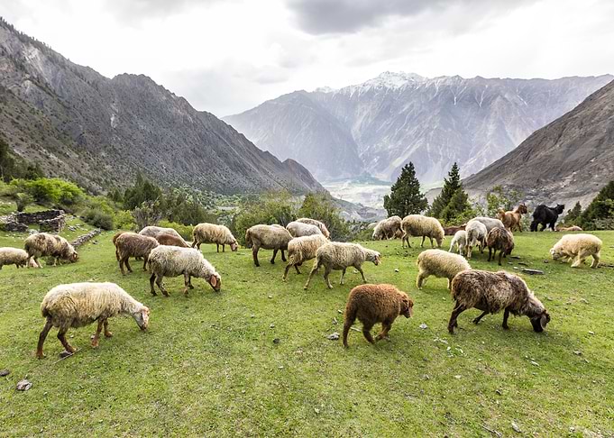 Sheep Animal