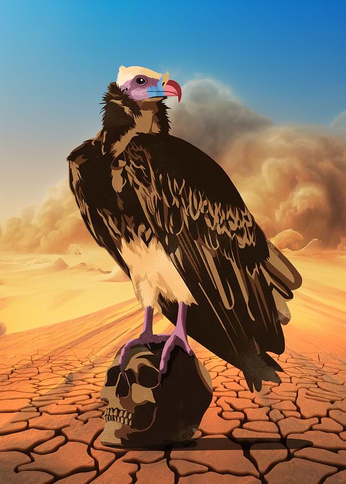 White headed vulture