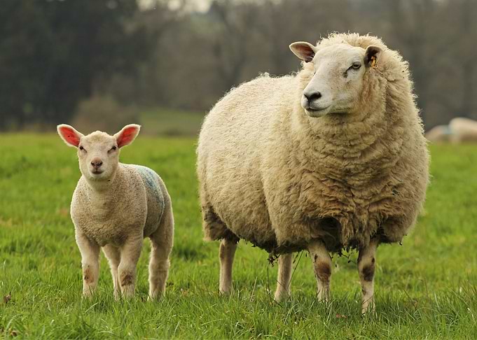 Sheep Animal