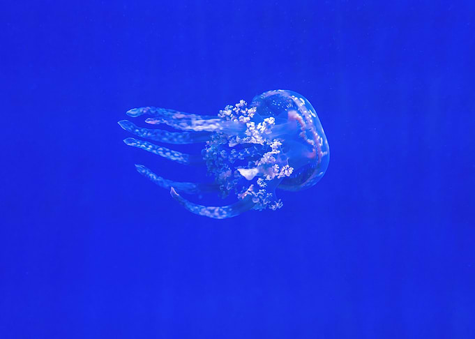 Jellyfish ghost