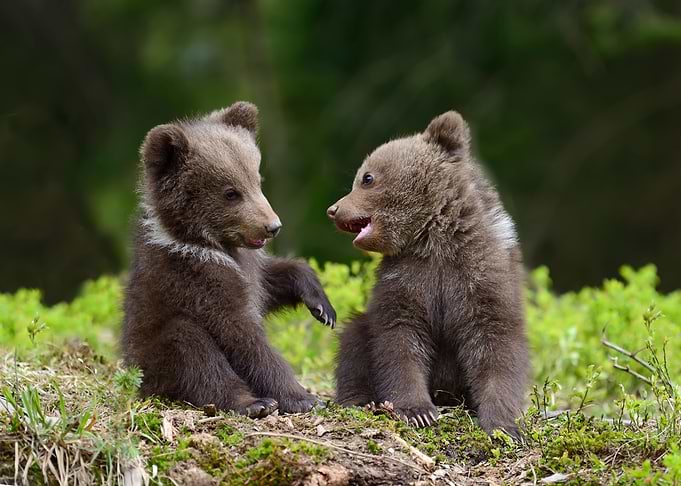 Wild brown bear