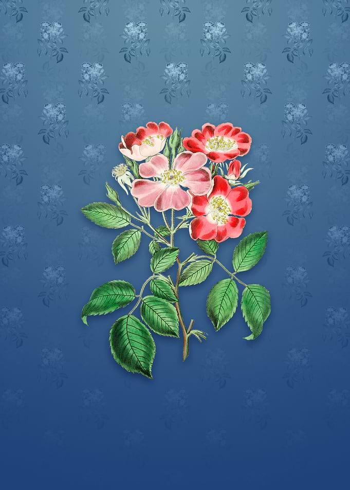 Vintage Rose Clare Flower