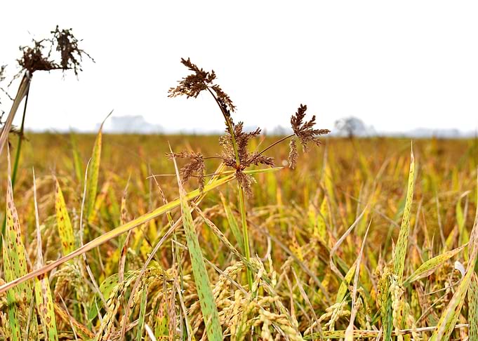 Cultivation of paddy
