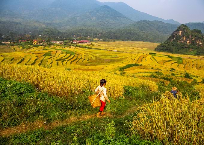 On the ripen rice fields