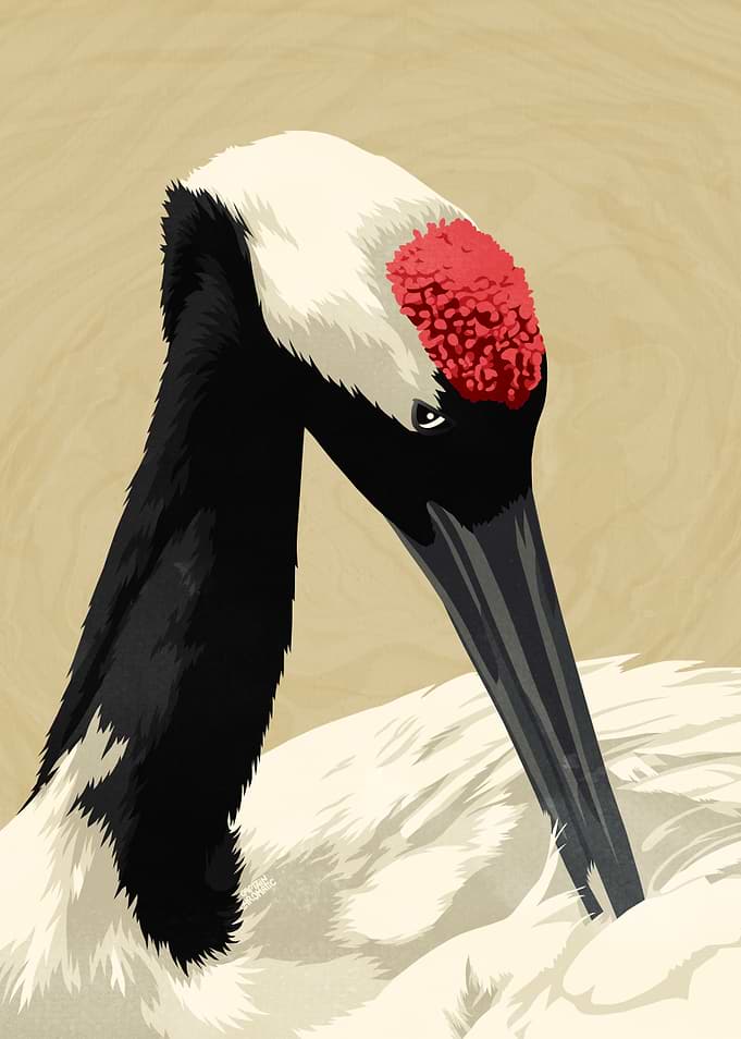 Red crowned crane