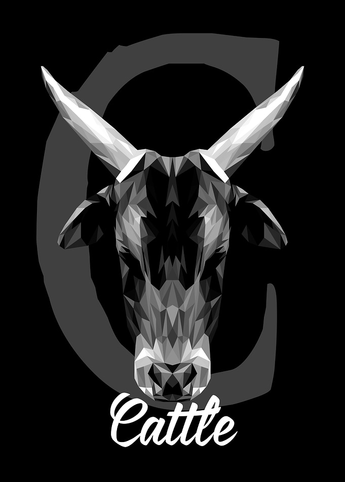 Cattle