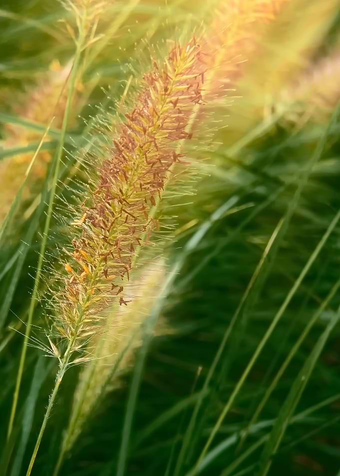 grass