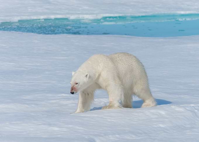 Polar Bear Animal