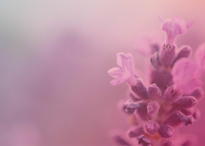 Soft Flower