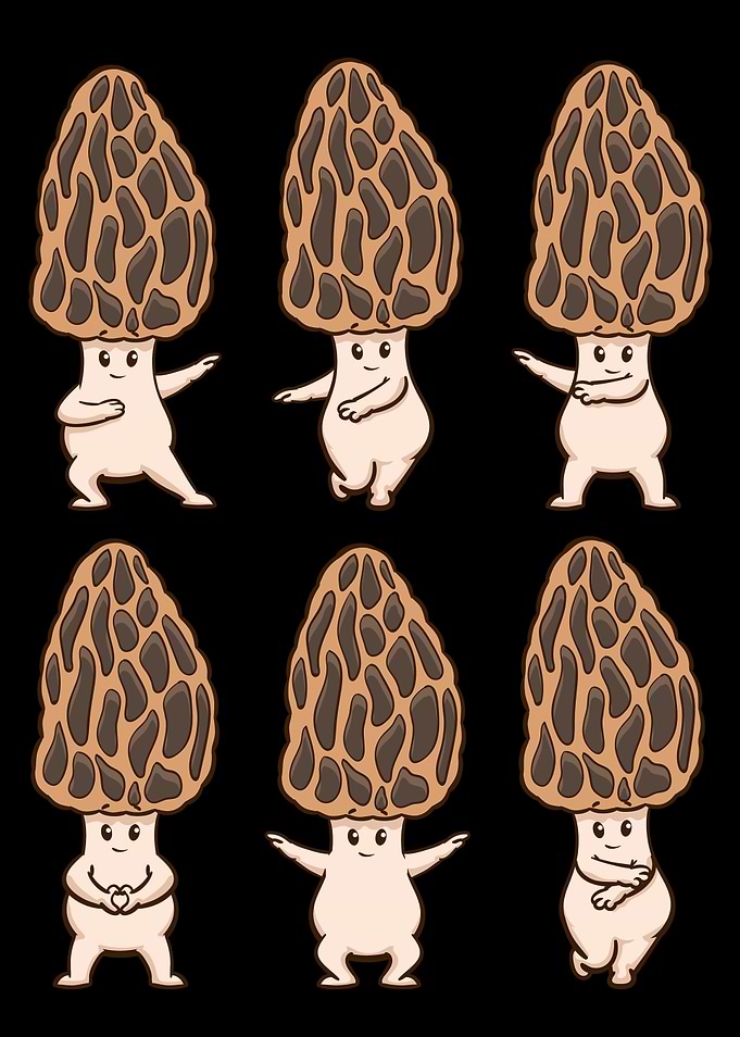 Morel Mushroom Gift Fungi