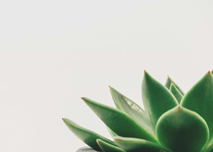 leaves green