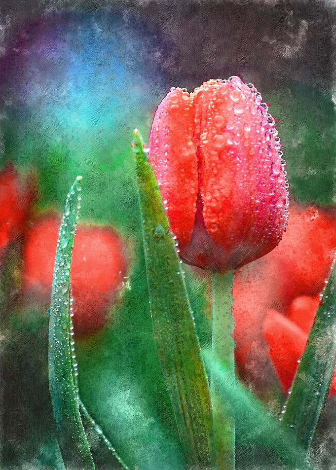 Watercolor Flowers