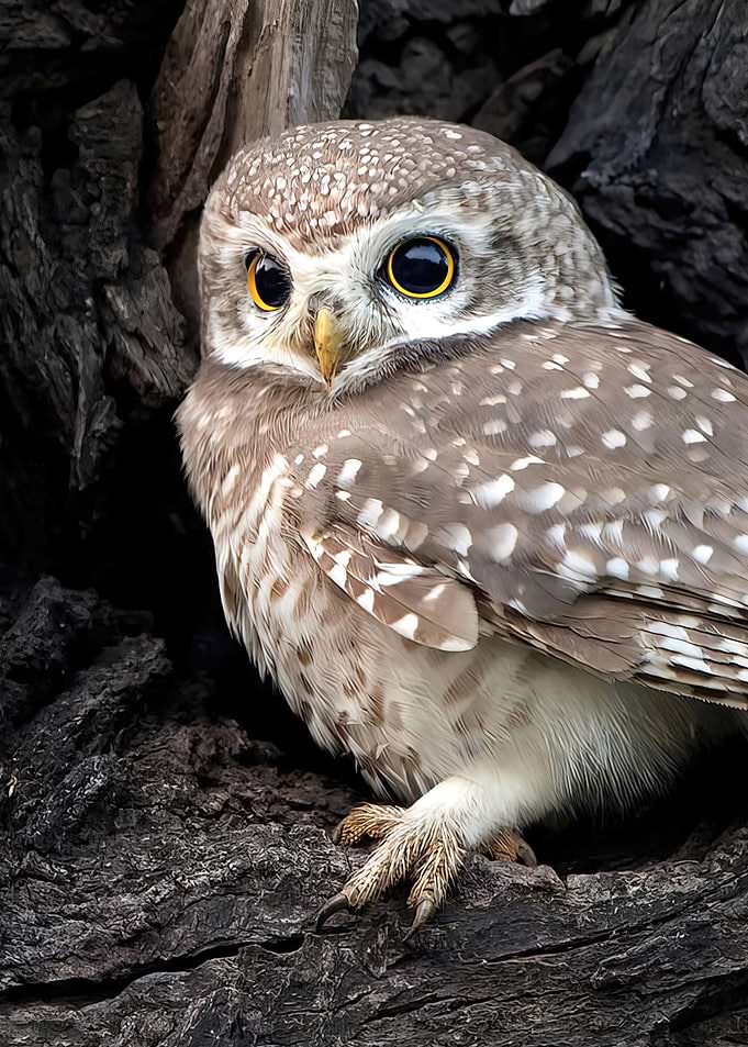 Bird
