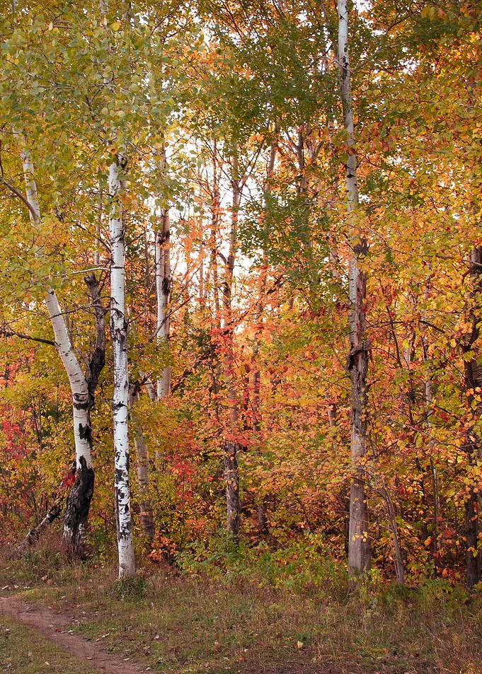 autumn tree