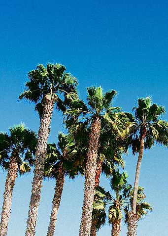 palm trees watercolor