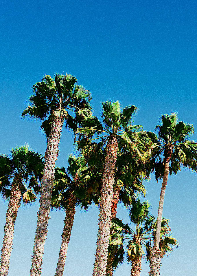 palm trees watercolor