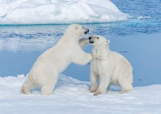 Polar Bear Animal