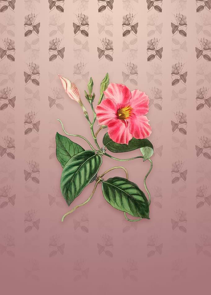 Knob Jointed Dipladenia