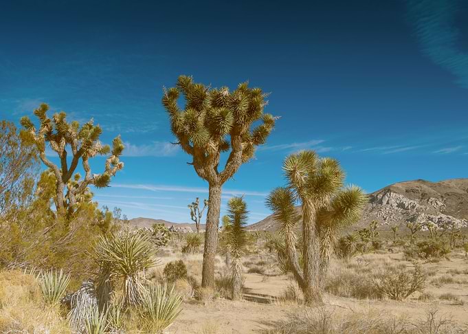 Tree Desert