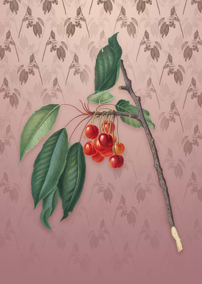 Cherry on Dusty Pink