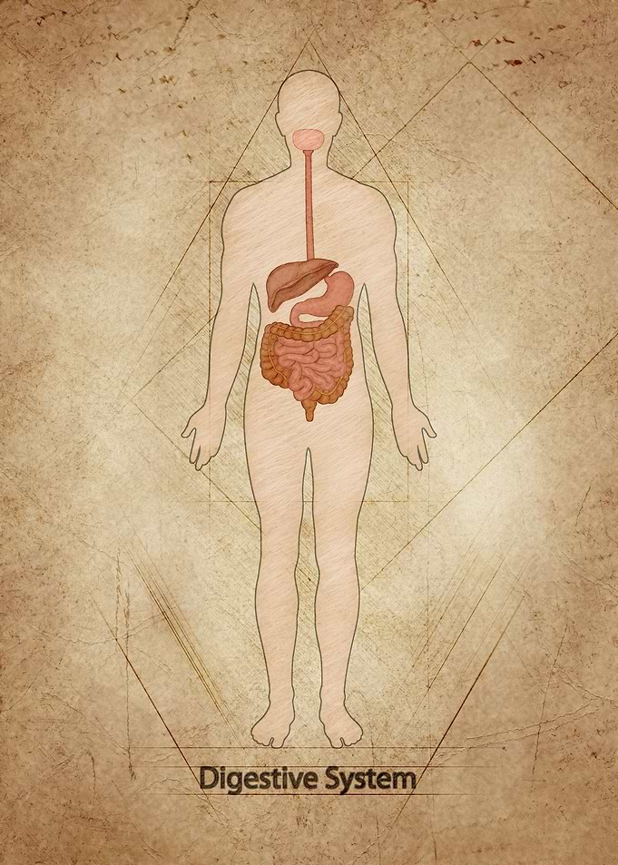 Digestive System