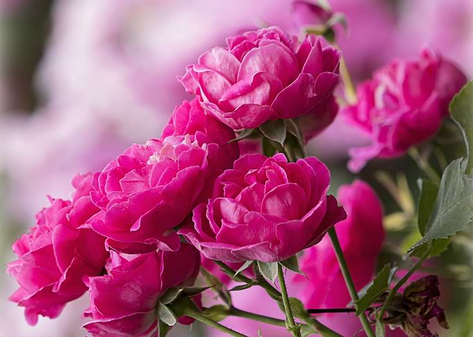 pink flower