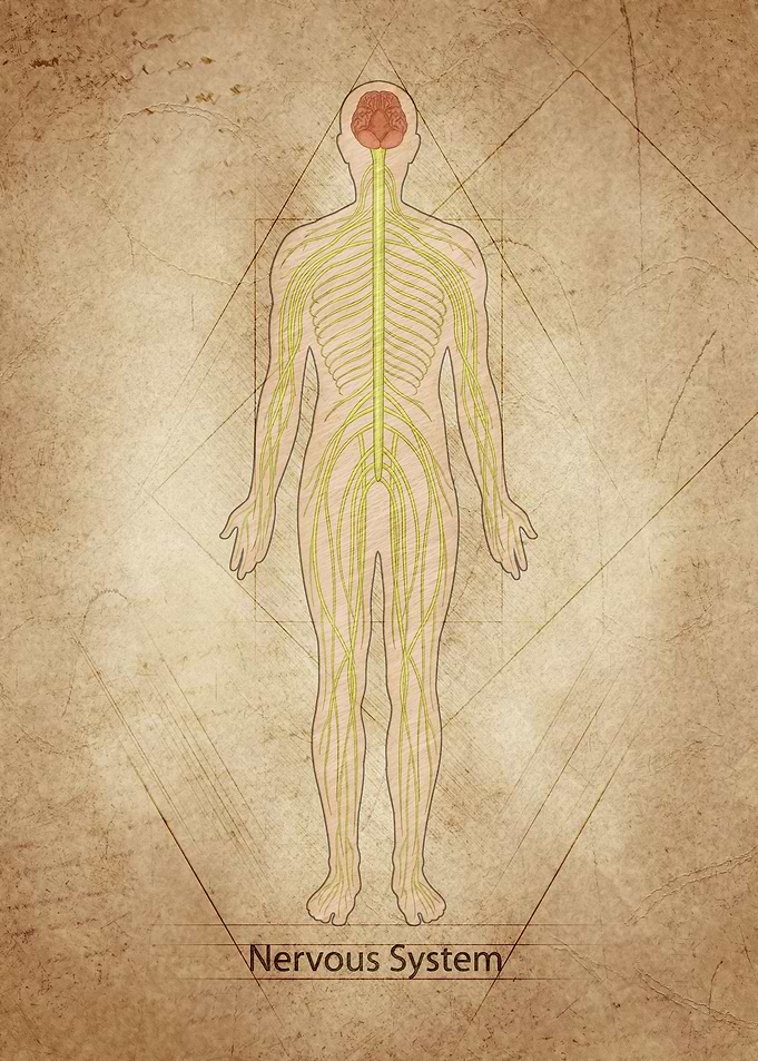 Nervous System