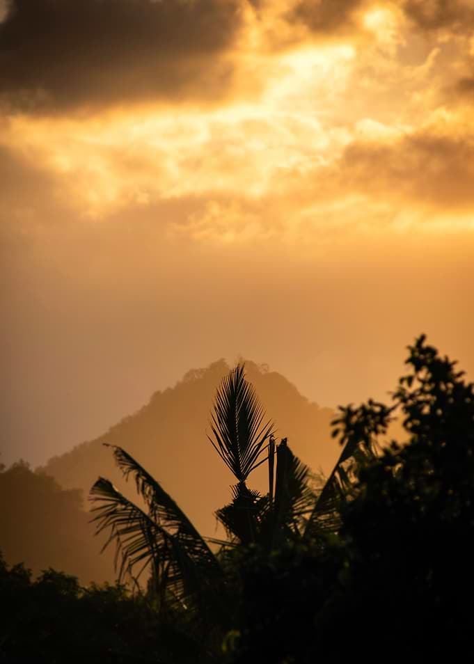 Jungle Palms
