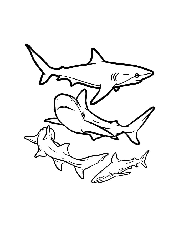 Sharks