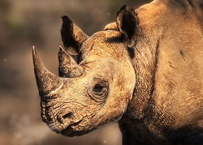 Rhinoceros