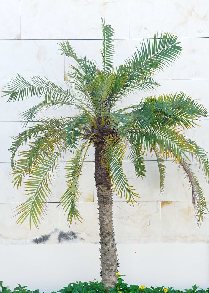 Morrocan Palm Vibes 1