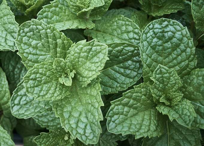 fresh mint