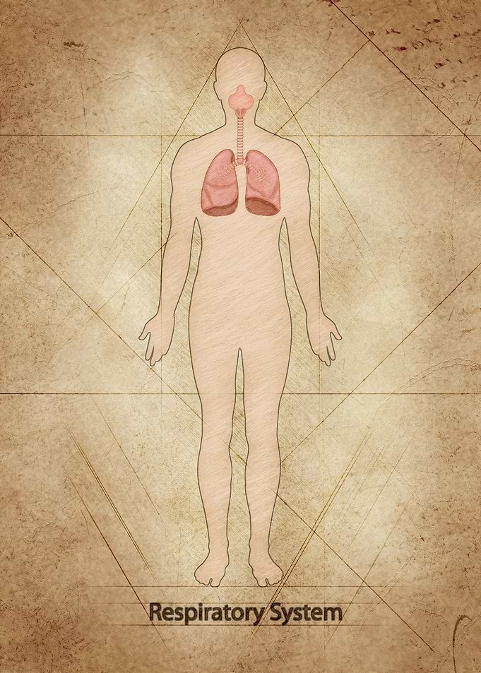 Respiratory System